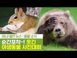 순간포착! 이런 사진이? ‘웃긴 야생동물 사진대회’ [펫과사전] 6회