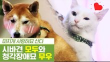 일러스트레이터 RD의 시바견 모두 & 청각장애묘 무우 [펫과사전] 7회