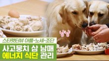 에너지의 원천! 사고뭉치 삼 남매의 식단 관리 [펫과사전] 8회
