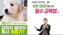 말대꾸와 전깃줄 씹기! 혹시 우리 댕댕이도 개춘기? [펫과사전] 8회