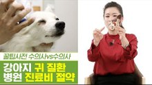 최대 수술비만 500만 원? 귀 질환 진료비 절약법 [펫과사전] 7회