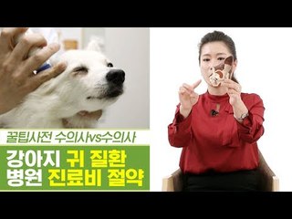최대 수술비만 500만 원? 귀 질환 진료비 절약법 [펫과사전] 7회