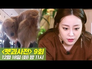[9회 예고] 펫과사전 With 허영지, 강아지 배변용품! 12월 18일 (화) 밤 11시
