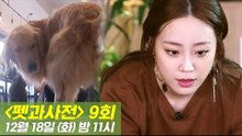 [9회 예고] 펫과사전 With 허영지, 강아지 배변용품! 12월 18일 (화) 밤 11시