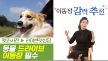 반려동물 이동장 없는 드라이브는? 죽음의 길! [펫과사전] 5회