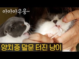 집사와 함께 하는 고양이 양치 꿀팁 [내가 조선의 요다다] 9회
