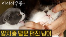 집사와 함께 하는 고양이 양치 꿀팁 [내가 조선의 요다다] 9회