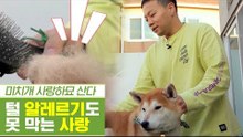털 알레르기도 막을 수 없는 반려인의 시바견 사랑 [펫과사전] 7회