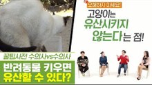 반려동물을 키우면 유산할 수 있다? [펫과사전] 10회