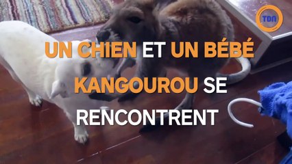 Quand un chien et un bébé kangourou se rencontrent !