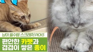 사전검증, 카펫 스크래처 & 종이 스크래처 [펫과사전] 12회