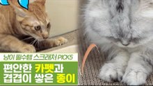 사전검증, 카펫 스크래처 & 종이 스크래처 [펫과사전] 12회