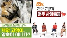 개와 고양이, 앙숙 아닌 단짝도 가능하다? [펫과사전] 11회