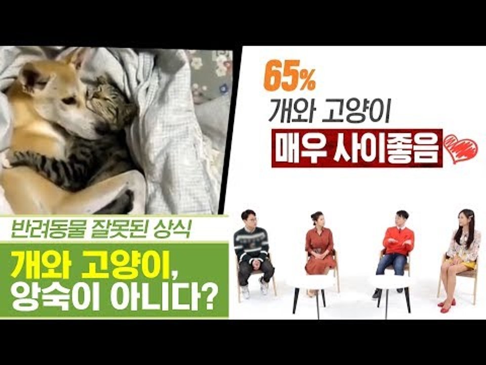 개와 고양이, 앙숙 아닌 단짝도 가능하다? [펫과사전] 11회