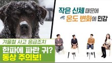 한파에는 파란 귀를 주목? 동상 주의보! [펫과사전] 12회