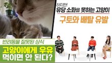 고양이에게 우유를 먹이면 안 된다? [펫과사전] 11회