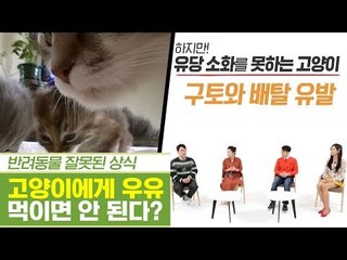 고양이에게 우유를 먹이면 안 된다? [펫과사전] 11회