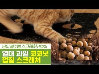 열대 과일 신박템, 코코넛 껍질 스크래처 [펫과사전] 12회