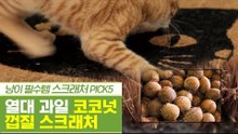 열대 과일 신박템, 코코넛 껍질 스크래처 [펫과사전] 12회