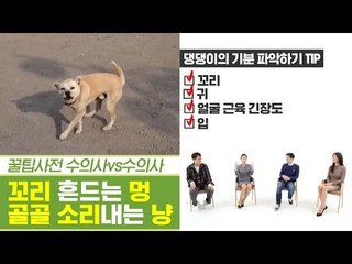 꼬리 흔드는 강아지와 골골 소리 내는 고양이의 진실! [펫과사전] 9회