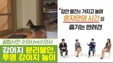 강아지, 분리 불안에는 무시가 답? 투명 강아지 놀이! [펫과사전] 9회