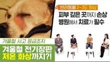 겨울철 필수템 전기장판으로 화상까지?! [펫과사전] 12회