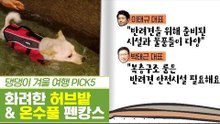 댕댕이 겨울 여행, 허브밭 & 온수풀 펜캉스 [펫과사전] 11회