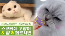 2018년 사람들에게 사랑받은 고양이 [펫과사전] 11회