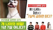 개의 비밀! 1년에 7살이 아니다? [펫과사전] 11회