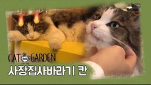 사장바라기 '칸' [고양이정원] 4회