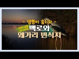 ‘생명이 숨쉬다’ 백로와 왜가리 번식지 [한국의 자연] 1회