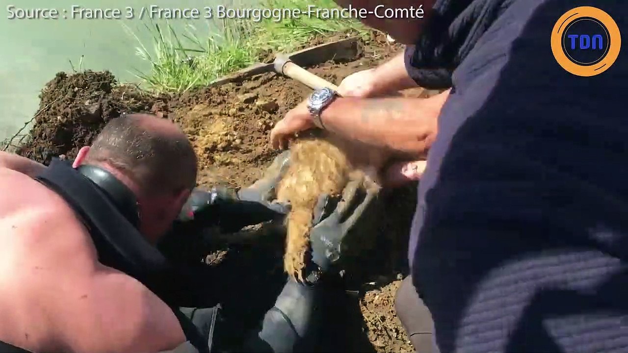 Sauvetage du chien Billy coincé sous le canal de Bourgogne...