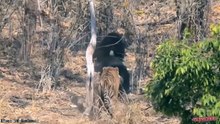 The preys fight back the hunters to survival - Lion vs Zebra, Buffalo, Wild dogs, Tiger vs Bear