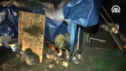 Ankara Batıkent'te 13 sokak köpeği zehirlendi