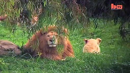 Le Lion Qui Joue Au Football | {Extreme}