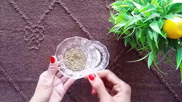 Health Tips In Urdu Head Pain Treatment At Home (Sir Dard Ka Ilaj)