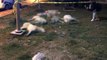 Son Dakika! Ankara'da 13 Köpeğin Zehirlenmesi Olayı ile İlgili 3 Kişi Gözaltına Alındı