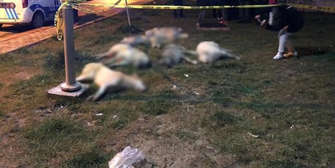 Son Dakika! Ankara'da 13 Köpeğin Zehirlenmesi Olayı ile İlgili 3 Kişi Gözaltına Alındı