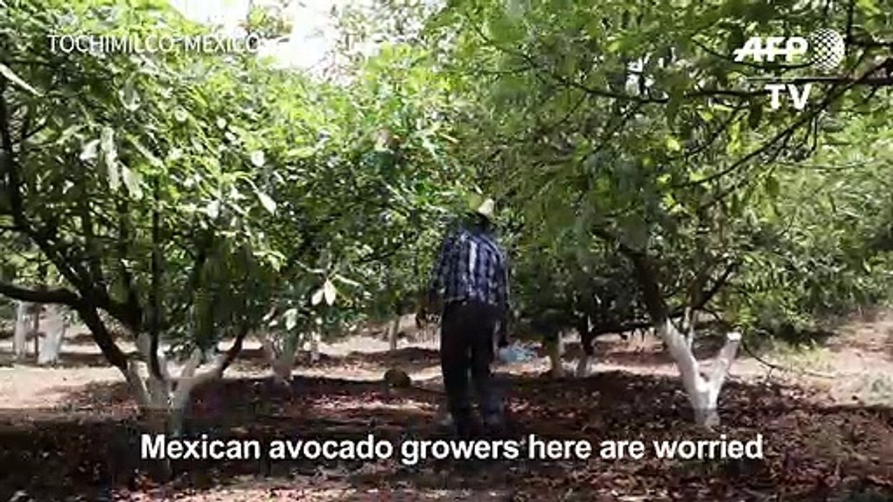 Mexican avocado producers worry as Trump threatens border closure