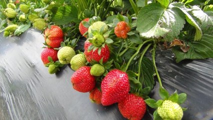 Mersin'de Açıkta Çilek Hasadı Başladı, Rusya Talebi Arttırdı