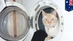 Kucing selamat setelah terjebak dalam mesin cuci menyala selama 30 menit- TomoNews