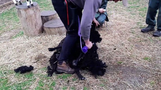 La tonte des moutons doit être rapide pour ne pas trop stresser l'animal