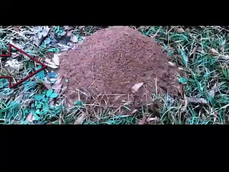 OMG This Ant Kingdom Arts