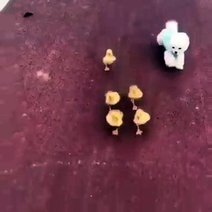 Une mignonne chienne joue avec des canetons. Adorable !