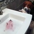 Quand un chien donne une bonne douche à un hérisson. A mourir de rire !