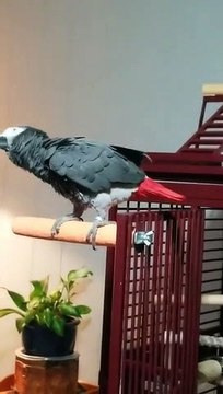 Ce perroquet demande à Alexa de stopper la musique... j'aime pas cette chanson