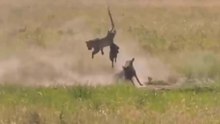 Espetaculares Confrontos E Caçadas De Chitas A Javalis