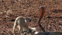 Mangustos Vs Serpentes Em Cenas Incríveis