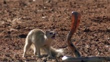 Mangustos Vs Serpentes Em Cenas Incríveis