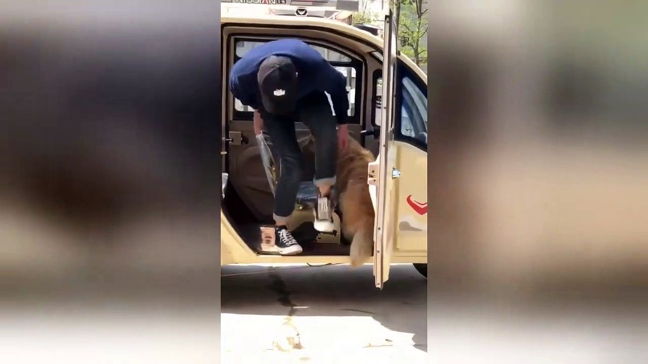 Timid golden retriever gets too scared to step out of three-wheeler